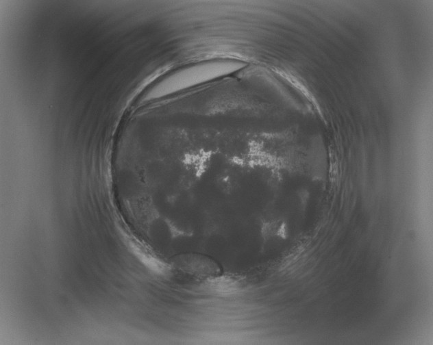 X0000082940390200702152219