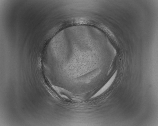 X0000082940401200702152219