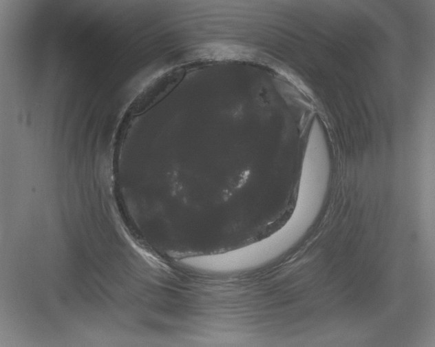 X0000082940438200702152218