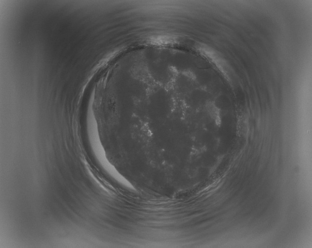 X0000082940443200702152218