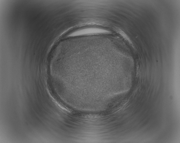 X0000082940444200702152218