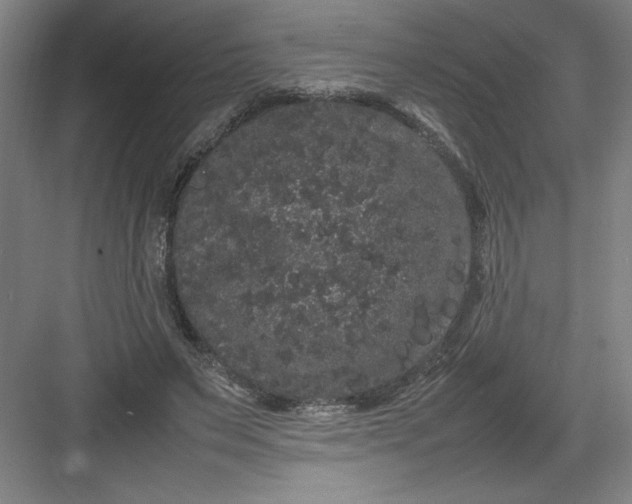 X0000082940495200702152218