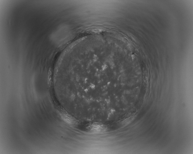 X0000082940507200702152217