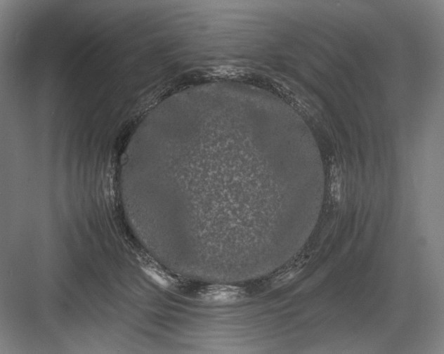 X0000082940514200702152217