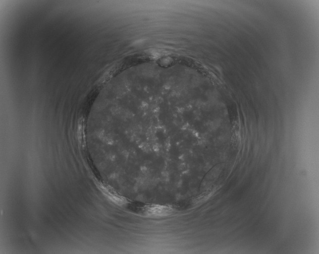 X0000082940527200702152217