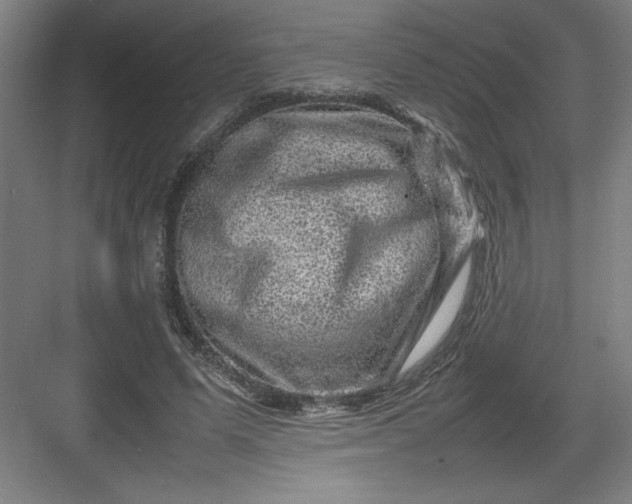 X0000082940591200702152216