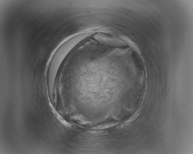 X0000082940816200702152212