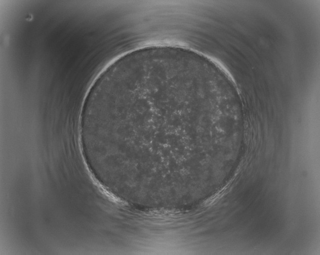 X0000082940895200702152211