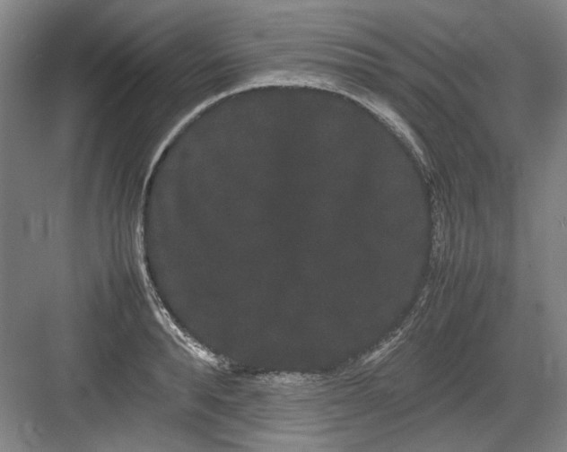 X0000082940896200702152211