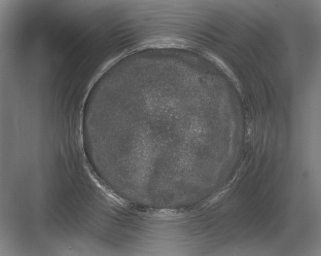 X0000082940986200702152209