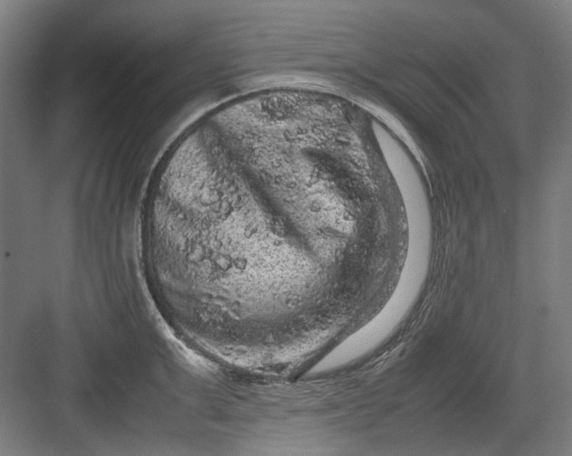 X0000082940999200702152209