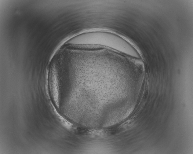 X0000082941006200702152209