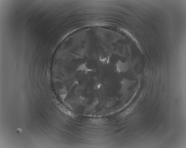 X0000082941025200702152208