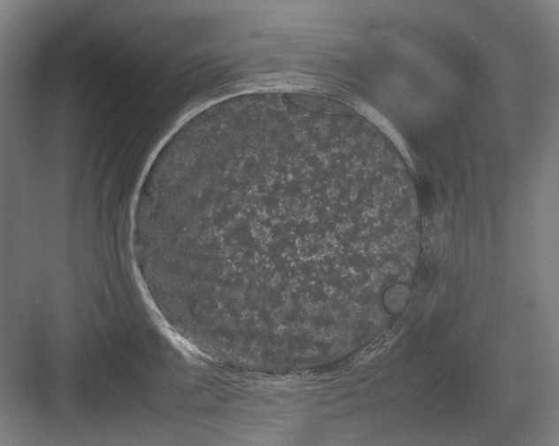 X0000082941099200702152207