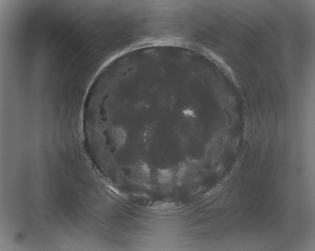 X0000082941174200702152206