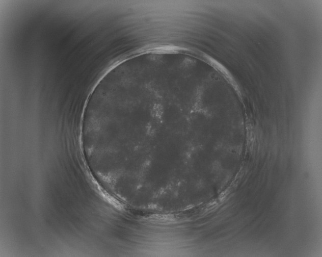 X0000082941194200702152206