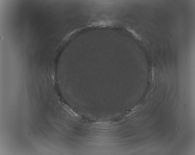 X0000082941206200702152205