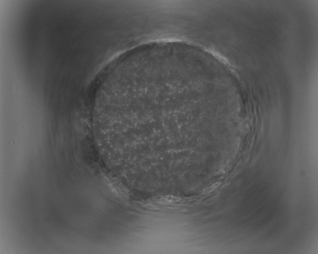 X0000082941255200702152205