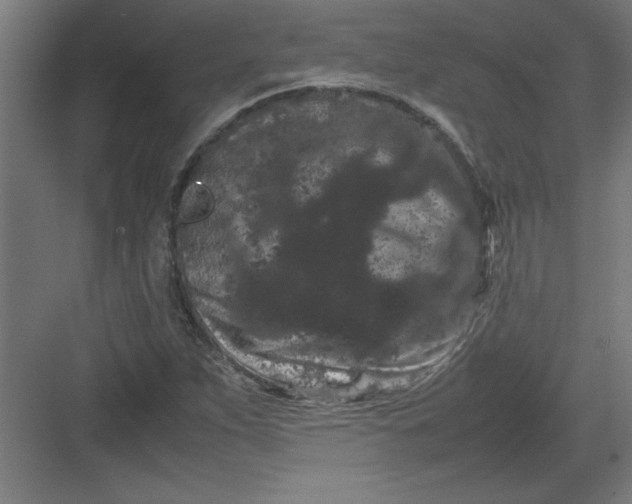 X0000082941263200702152205