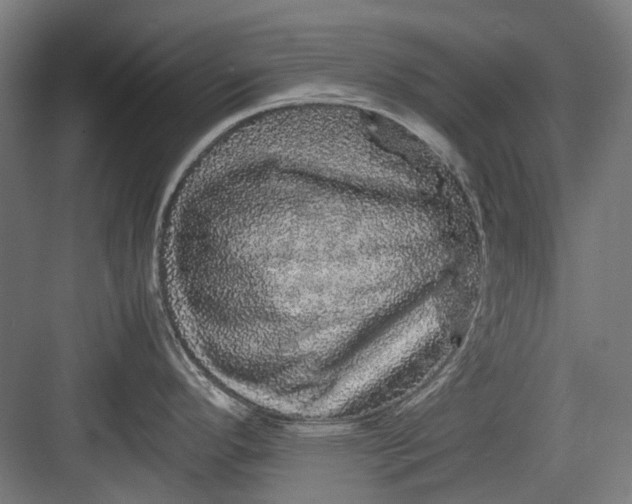 X0000082941296200702152204