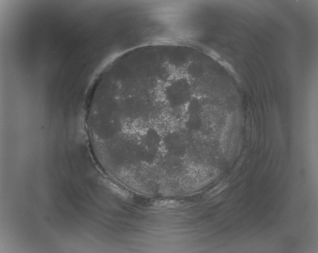 X0000082941454200702152201