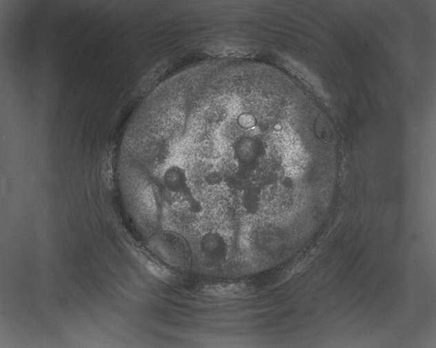 X0000082940065200702222258