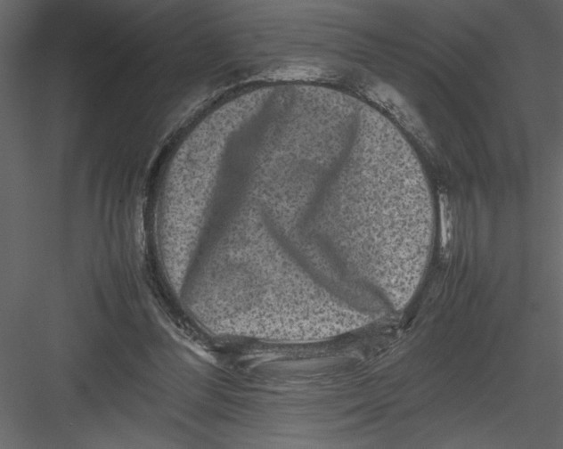 X0000082940300200702222254