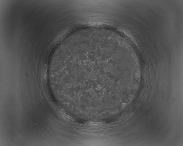 X0000082940495200702222250