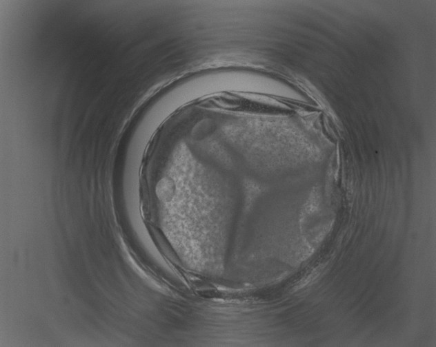 X0000082940530200702222249