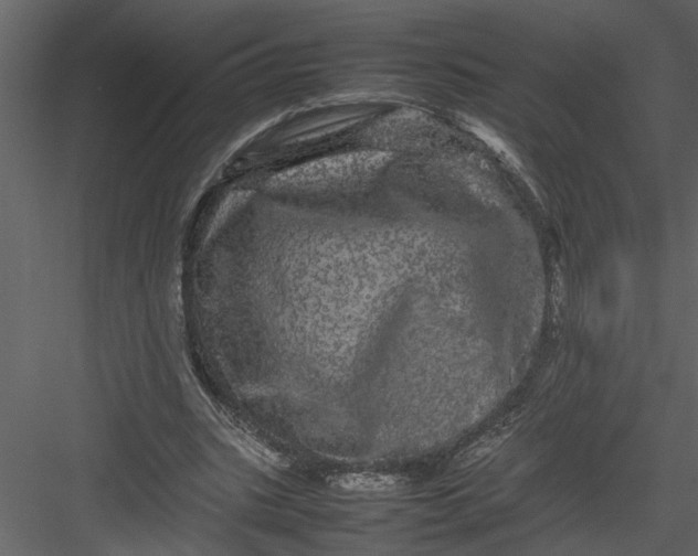 X0000082940535200702222249