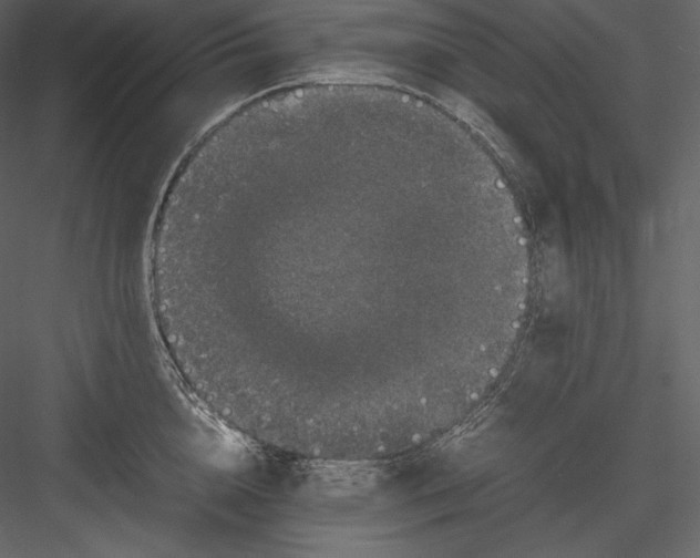 X0000082940856200702222245