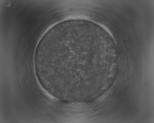 X0000082940895200702222244