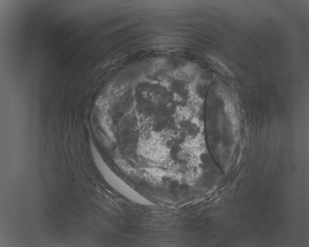 X0000082940917200702222242