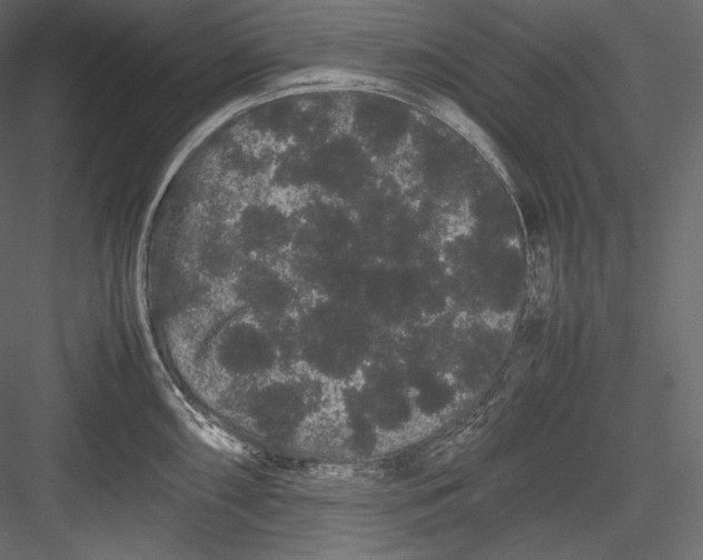 X0000082941098200702222240