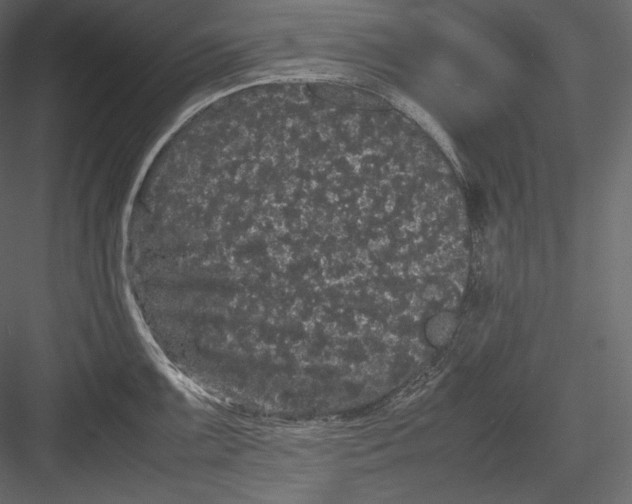 X0000082941099200702222240