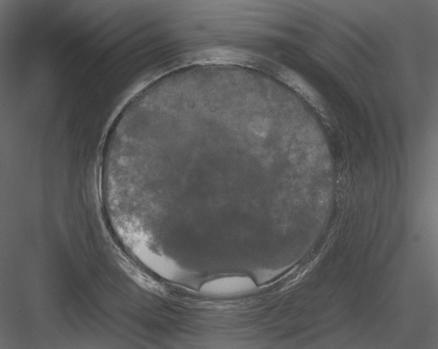 X0000082941130200702222240