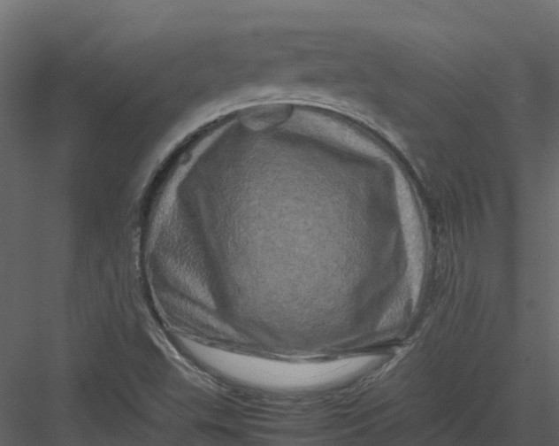 X0000082941503200702222233