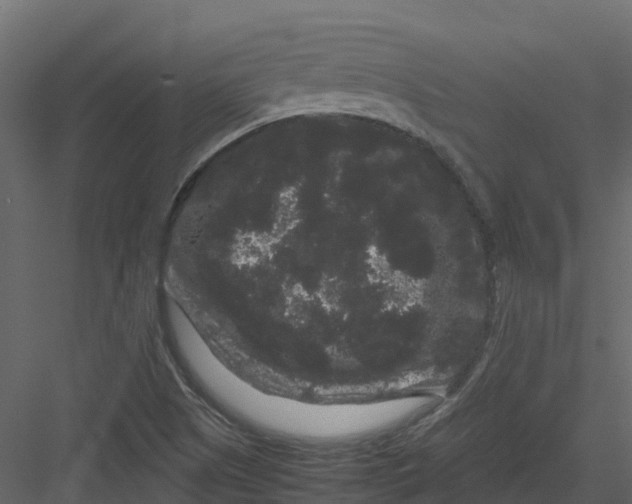 X0000082941505200702222233