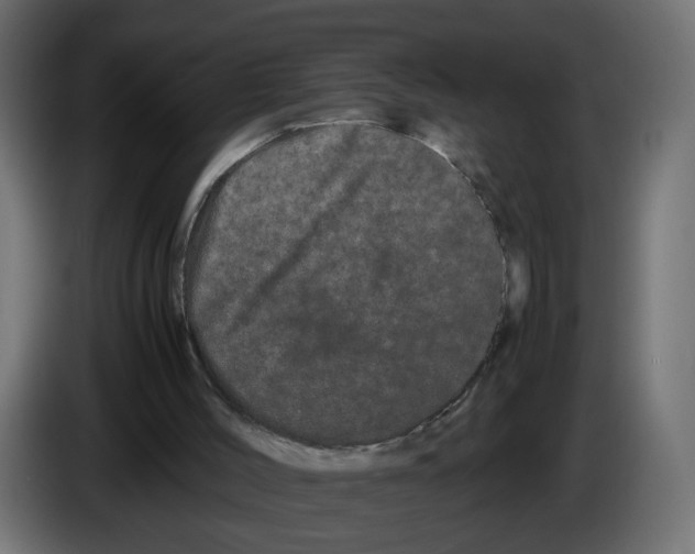 X0000082940004200703020137