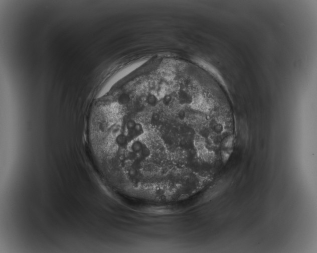 X0000082940061200703020136