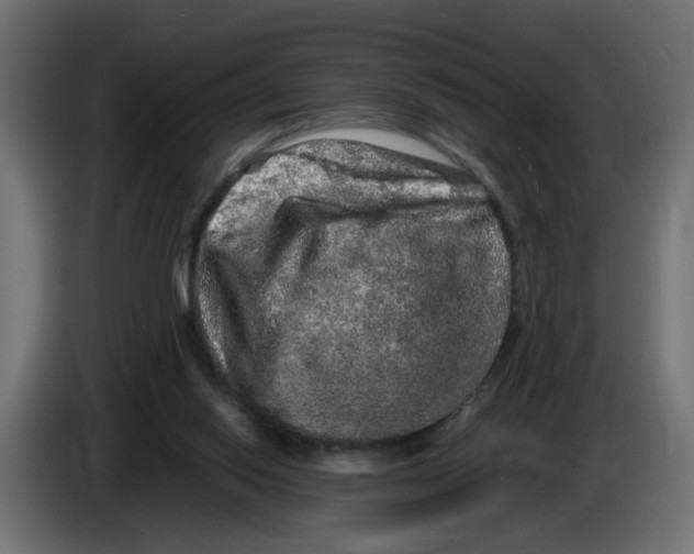 X0000082940062200703020136