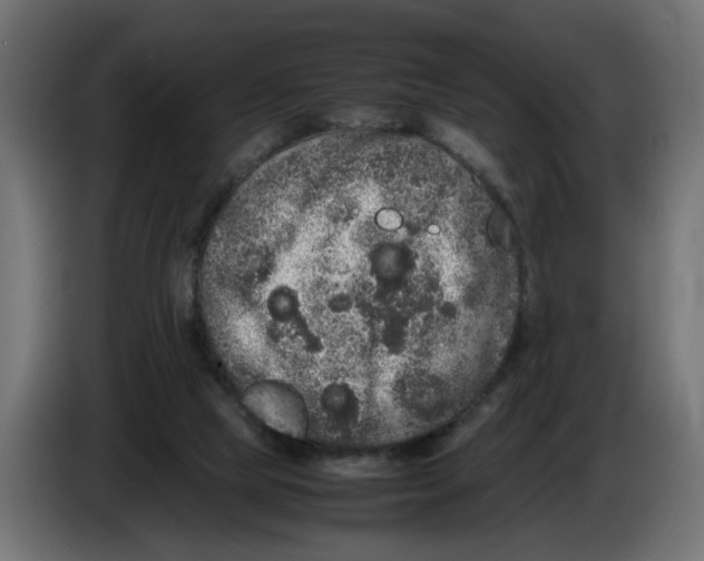 X0000082940065200703020136