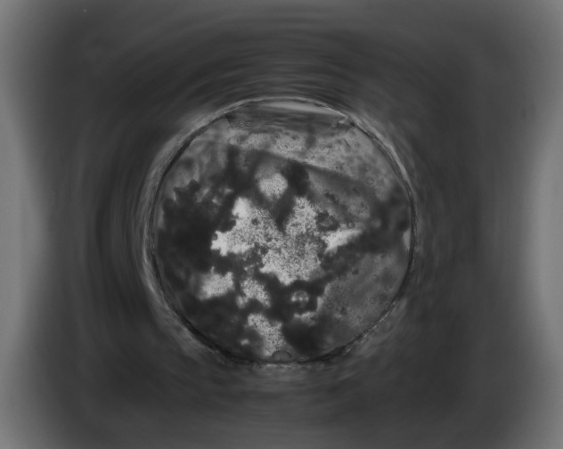 X0000082940145200703020135