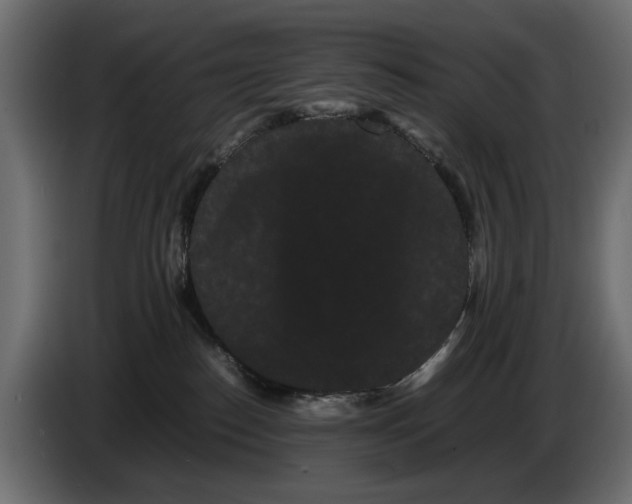 X0000082940186200703020135