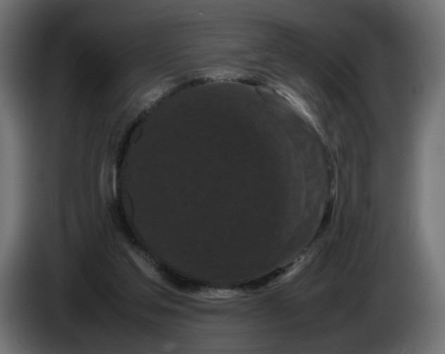 X0000082940205200703020134