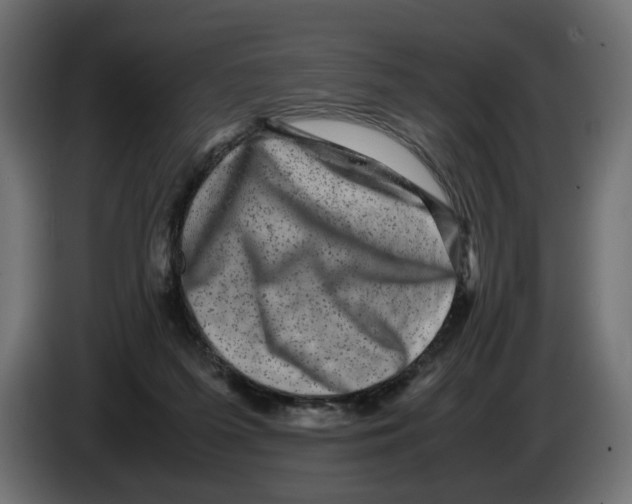 X0000082940215200703020134