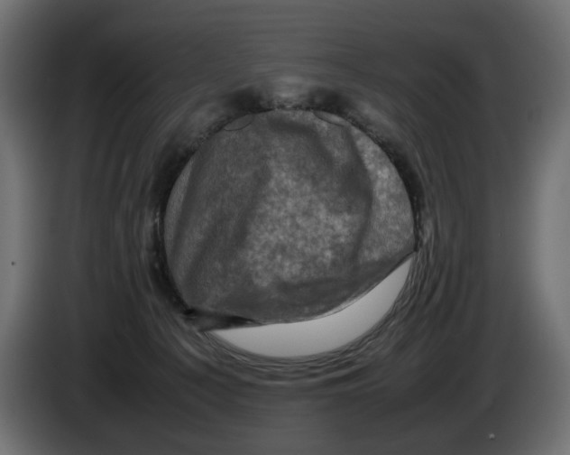 X0000082940225200703020134