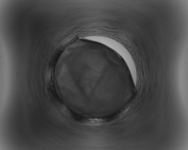 X0000082940233200703020134