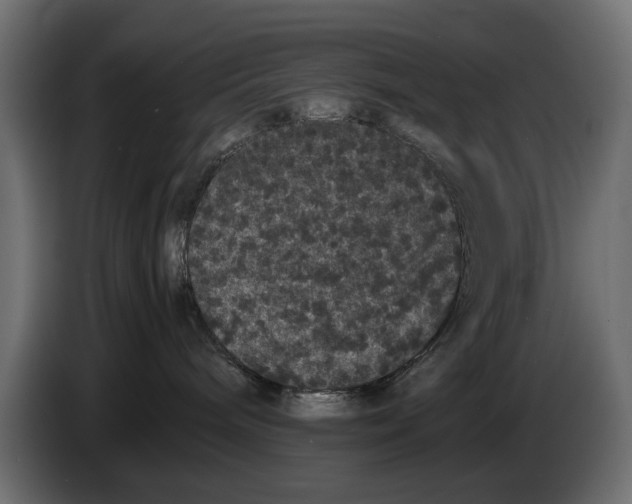 X0000082940240200703020134