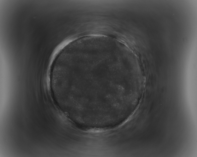 X0000082940294200703020133